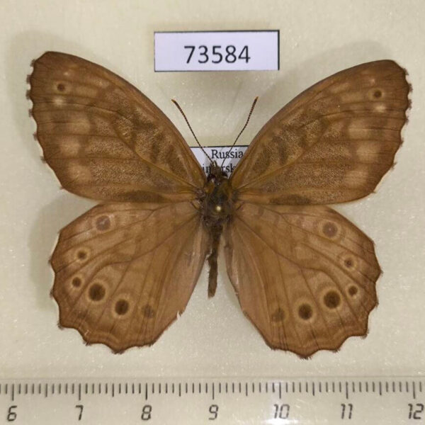 Satyridae Kirinia epimenides Primorye