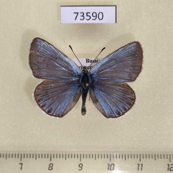 Lycaenidae Plebicula amandus Primorye