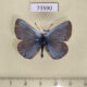 73590p Lycaenidae Plebicula amandus Primorye $6