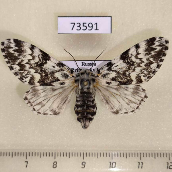 Noctuidae Panthea coenobita f Primorye
