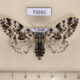 73591p Noctuidae Panthea coenobita f Primorye $10