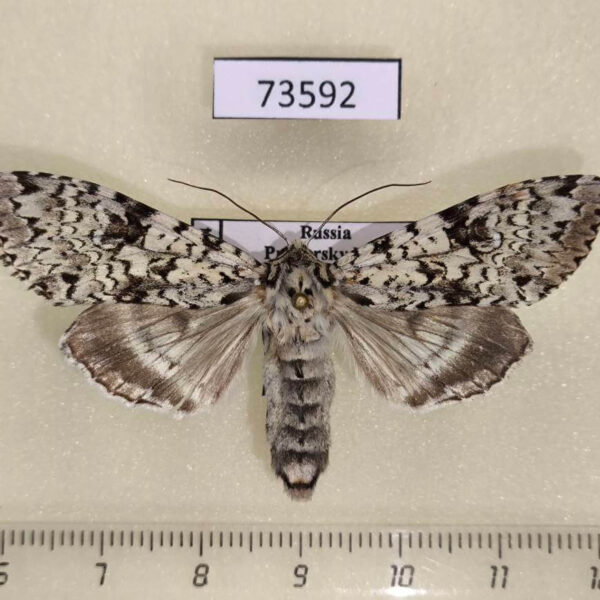 Noctuidae Polia goliath f Primorye