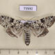 73592p Noctuidae Polia goliath f Primorye $12