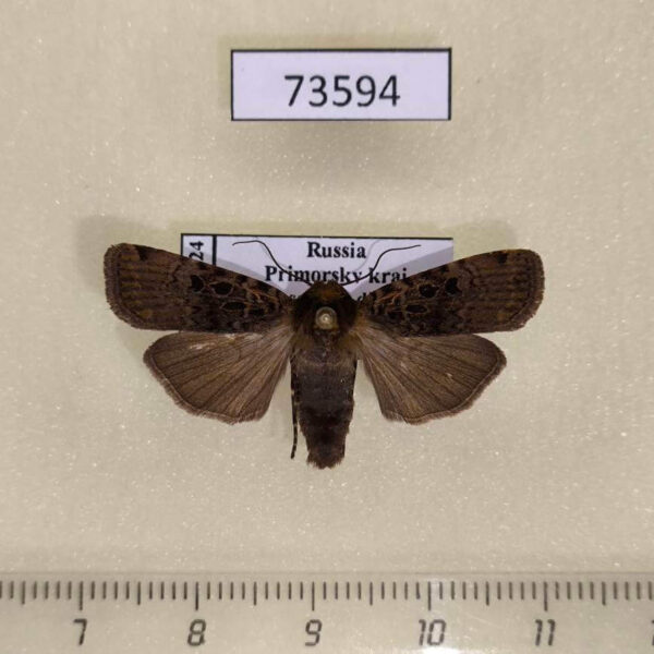 Noctuidae Hermonassa cecilia Primorye