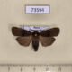 73594p Noctuidae Hermonassa cecilia Primorye $8