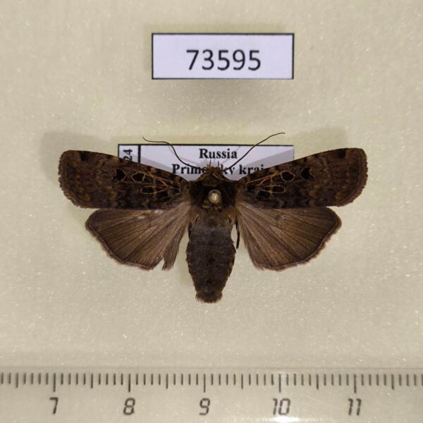 Noctuidae Hermonassa cecilia Primorye