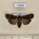 73595p Noctuidae Hermonassa cecilia Primorye $7