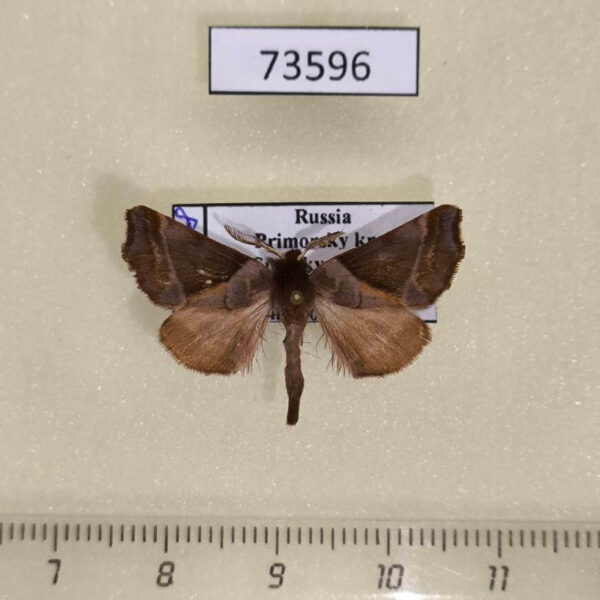 Notodontiidae Gonoclostera timoniorum Primorye