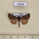 73596p Notodontiidae Gonoclostera timoniorum Primorye $6