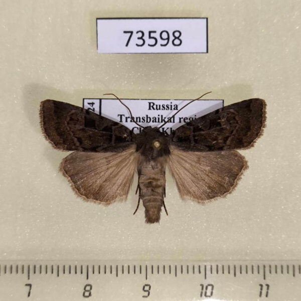 Noctuidae Eugraphe versuta Transbaikal reg.