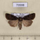 73598p Noctuidae Eugraphe versuta Transbaikal reg. $30