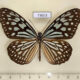 73603p Nymphalidae Ideopsis similis persimilis Thailand $7