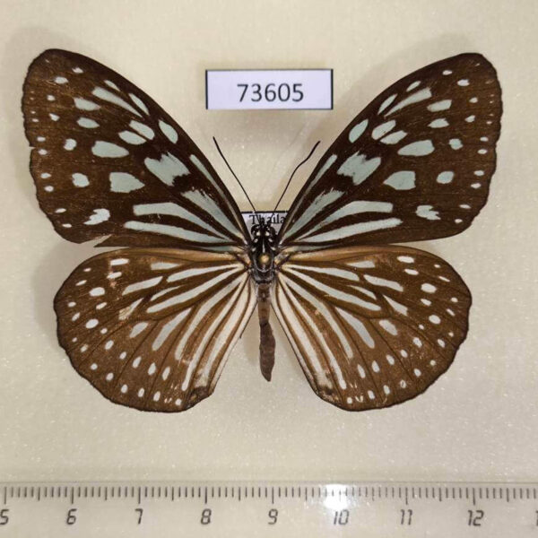 Nymphalidae Ideopsis similis persimilis f Thailand