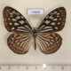 73605p Nymphalidae Ideopsis similis persimilis f Thailand $8