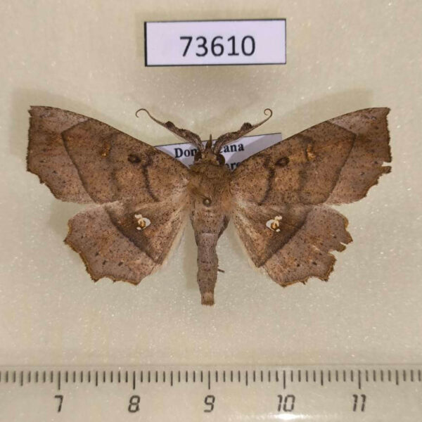 Noctuidae Syllectra congemmalis Dominicana