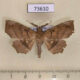73610p Noctuidae Syllectra congemmalis Dominicana $8