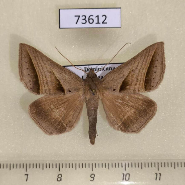 Noctuidae Perasia garnoti Dominicana