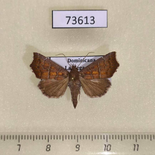 Noctuidae Anomis sp. exacta Dominicana