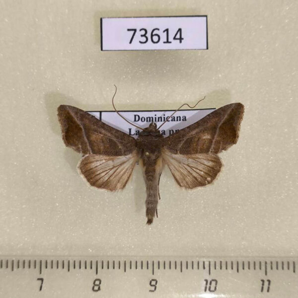 Noctuidae Notioplusia illustrata Dominicana