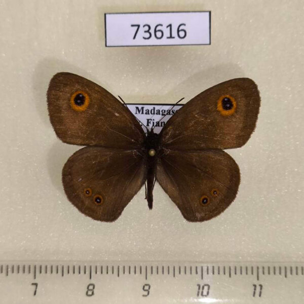 Satyridae Ypthima vinsoni Madagascar