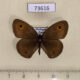 73616p Satyridae Yphtima vinsoni Madagascar $7
