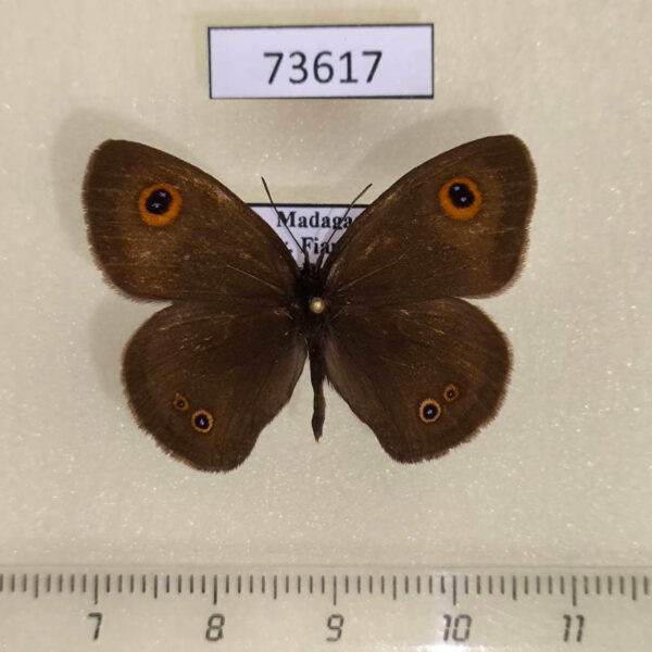 Satyridae Ypthima vinsoni Madagascar