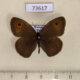 73617p Satyridae Yphtima vinsoni Madagascar $8