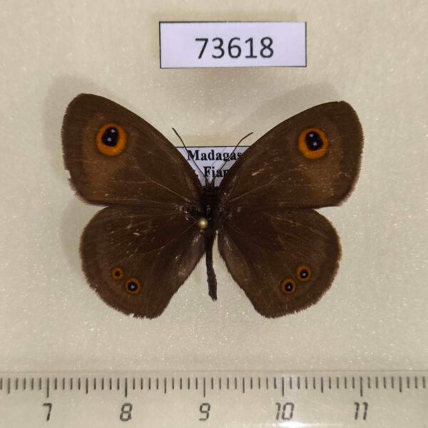 Satyridae Ypthima vinsoni Madagascar