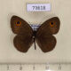 73618p Satyridae Yphtima vinsoni Madagascar $7