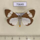73649p Arctiidae Nyctemera lacticinia Vietnam $8