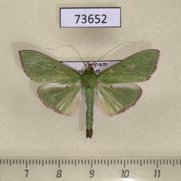 Crambidae Parotis marginata Vietnam