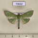 73652p Crambidae Parotis marginata Vietnam $6
