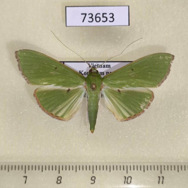 Crambidae Parotis marginata f Vietnam