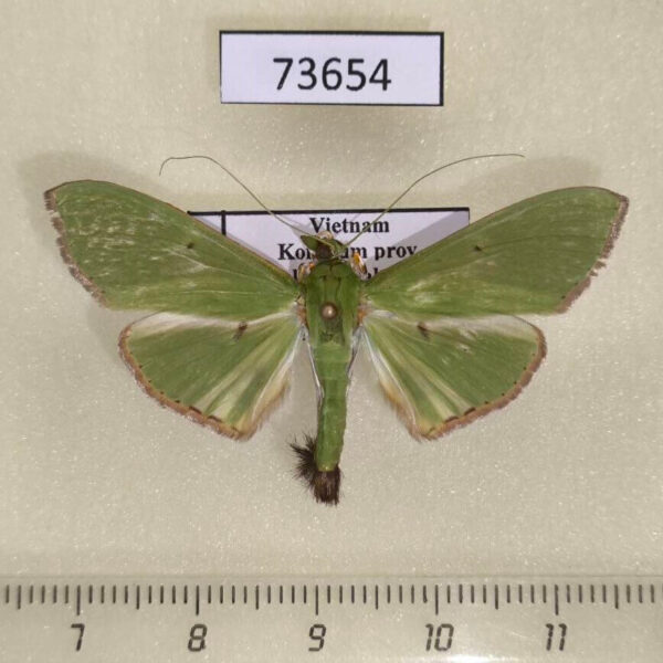 Crambidae Parotis marginata Vietnam
