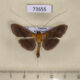 73655p Crambidae Filodes fulvidorsalis Vietnam $6