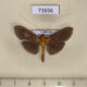 73656p Crambidae Filodes fulvidorsalis Vietnam $6
