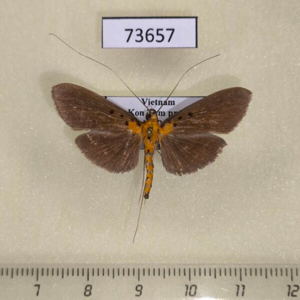 Crambidae Filodes fulvidorsalis Vietnam