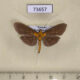 73657p Crambidae Filodes fulvidorsalis Vietnam $6