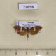 73658p Adelidae Nemophora paradisea Vietnam $10