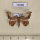 73660p Drepanidae Spectroreta hyalodisca Vietnam $6