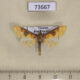 73667p Crambidae Pachynoa sabelialis Vietnam $5