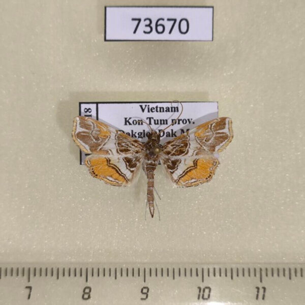 Crambidae Paracymoriza aurantialis Vietnam