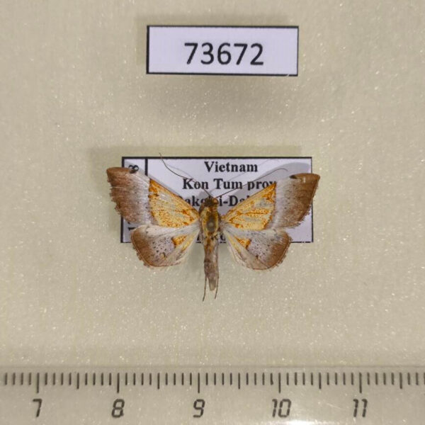 Crambidae Agrotera scissalis Vietnam