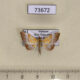 73672p Crambidae Agrotera scissalis Vietnam $8