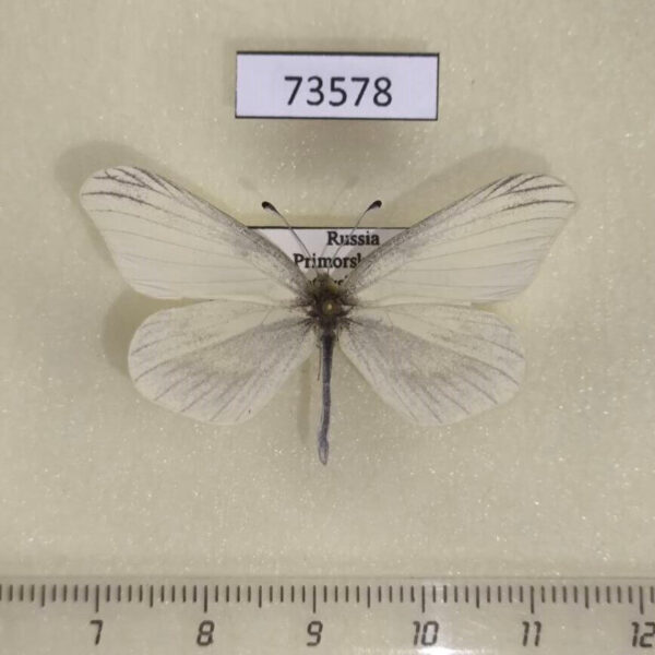 Pieridae Leptidea amurensis Primorye