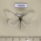 73578p Pieridae Leptidea amurensis Primorye $5