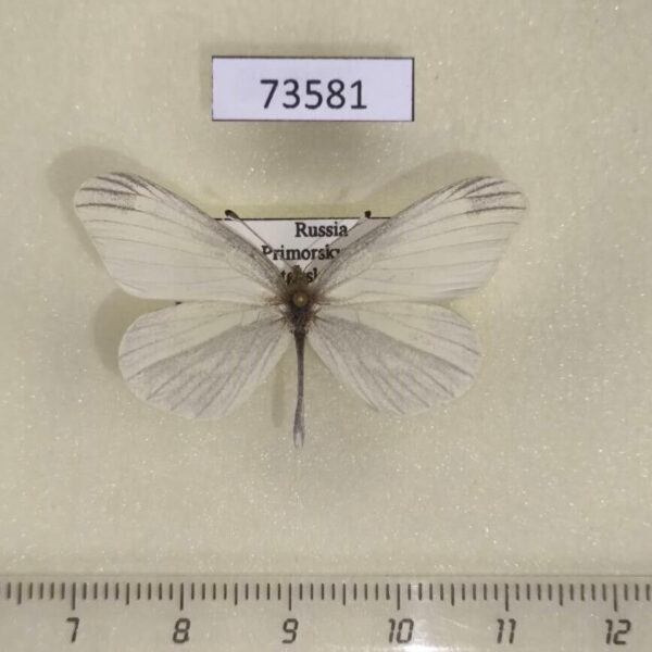 Pieridae Leptidea amurensis Primorye