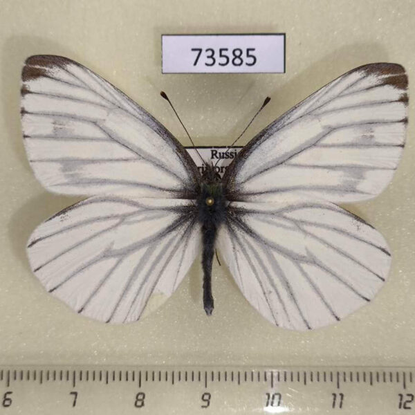 Pieridae Pieris melete Primorye