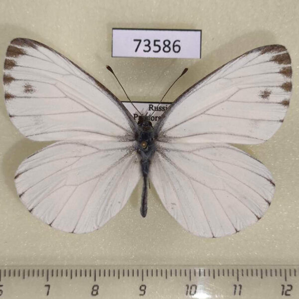 Pieridae Pieris melete Primorye