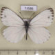73586p Pieridae Pieris melete Primorye $5